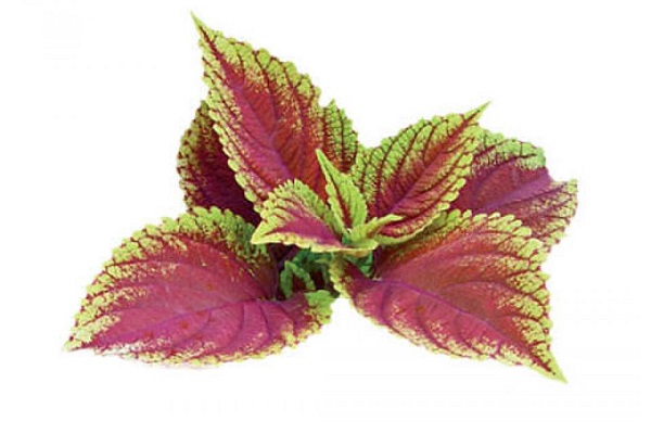 forskolin plante