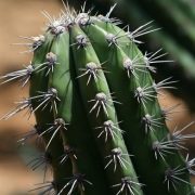 Avis Unique Hoodia,  après ma cure de 3 mois à base de plantes