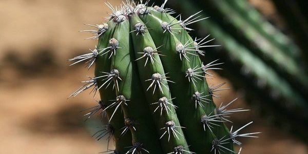 Avis Unique Hoodia,  après ma cure de 3 mois à base de plantes