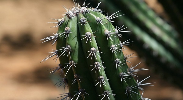 unique hoodia pilule minceur