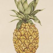 L’ananas comme brûleur de graisse : tout sur cet allié minceur naturel !