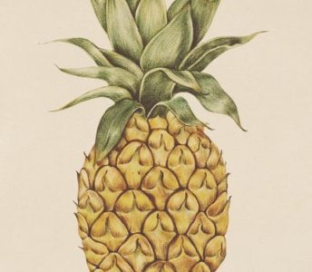 L’ananas comme brûleur de graisse : tout sur cet allié minceur naturel !